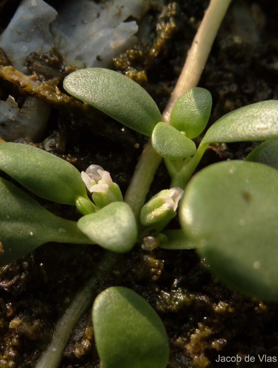 Peplidium maritimum (L.f.) Asch.
